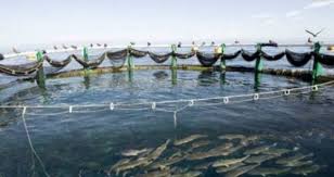 l’élevage de poisson (pisciculture) en cages  flottantes(Tipaza)